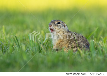 European ground squirrel whistling and watching alerted on a green meadow 59375212