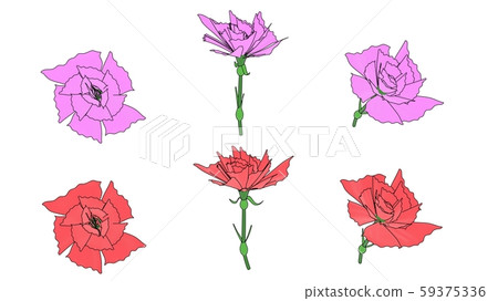 Carnation illustration Carnation illustration 59375336
