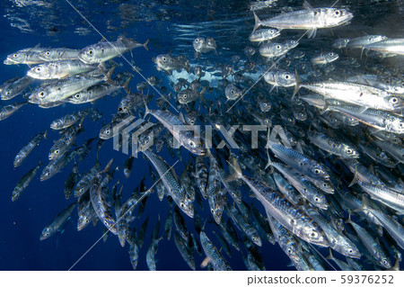 Striped marlin hunting in sardine bait ball in Striped marlin hunting in sardine bait ball in 59376252