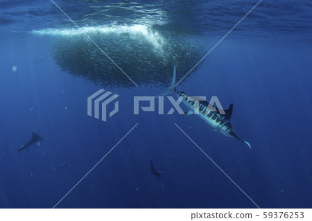 Striped marlin hunting in sardine bait ball in Striped marlin hunting in sardine bait ball in 59376253