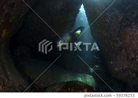 puppy sea lion underwater coming to you puppy sea lion underwater coming to you 59376255