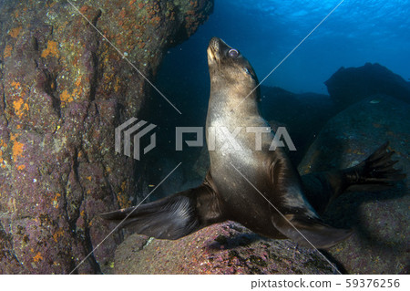 puppy sea lion underwater coming to you puppy sea lion underwater coming to you 59376256