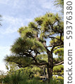 Pine and autumn sky 59376380