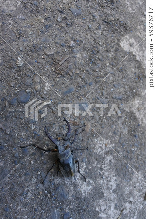Stag beetle 59376717