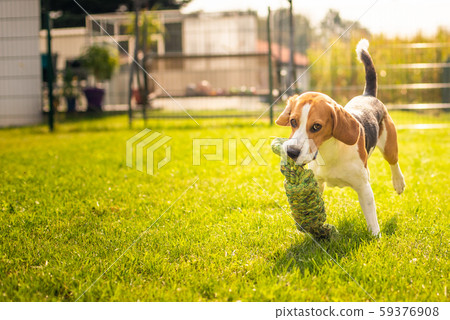 Beagle dog fun in garden outdoors run and jump Beagle dog fun in garden outdoors run and jump 59376908