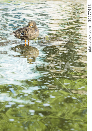 Caldamo in the pond of Palmerston North, New Zealand Caldamo in the pond of Palmerston North, New Zealand 59377458