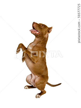 Purebred American Pit Bull Terrier dog stands up Purebred American Pit Bull Terrier dog stands up 59377725
