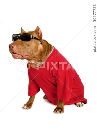 American Pit Bull Terrier dog dressed in a red American Pit Bull Terrier dog dressed in a red 59377728