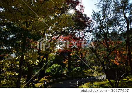 Autumn leaves of Baekjeon 59377997