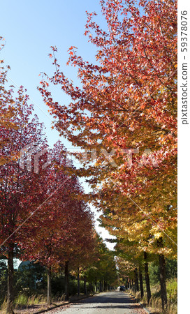 楓樹和藍天 59378076