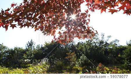 Momijiba Fuyu and the Sun 59378077