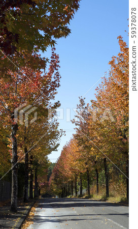 Maple trees and blue sky 59378078
