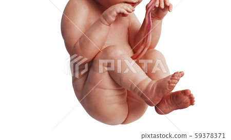 Embryo human fetus unborn, close view 59378371