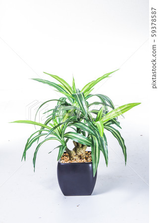 plastic plant 59378587