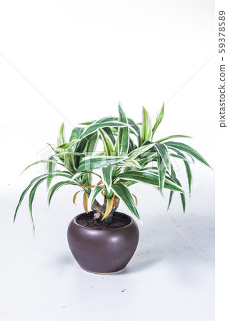 plastic plant plastic plant 59378589