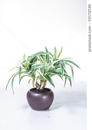 plastic plant plastic plant 59378590