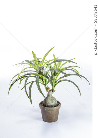 plastic plant plastic plant 59378643