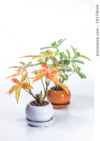 plastic plant 59378644