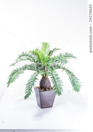 plastic plant plastic plant 59378683