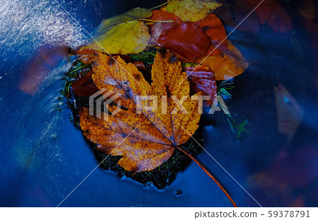 River surrounding trees. Light reflect flare in 59378791