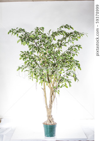 plastic plant 59378999