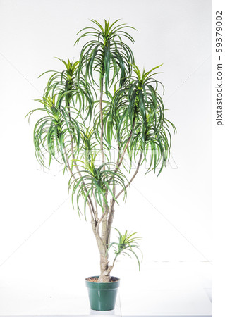 plastic plant plastic plant 59379002