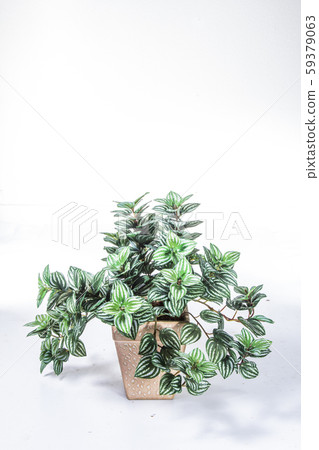 plastic plant plastic plant 59379063