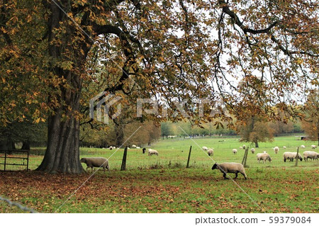 Versailles Palace Ranch Versailles Palace Ranch 59379084