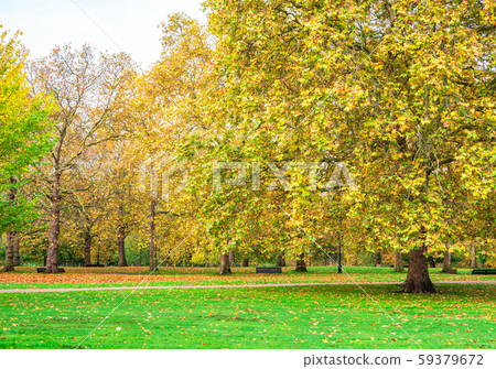 秋季倫敦綠色公園 秋季倫敦綠色公園 59379672
