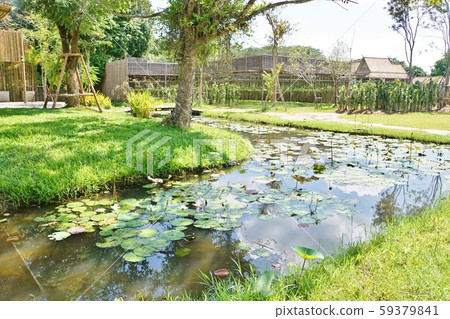 Lotus pond in "Arom Orchid", a tourist destination in Chiang Mai, Thailand 59379841