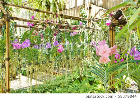 Southeast Asia, southern countries, flower exhibition, orchids, orchids Southeast Asia, southern countries, flower exhibition, orchids, orchids 59379844