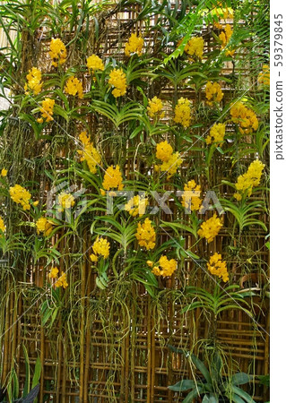 Southeast Asia, southern countries, flower exhibition, orchids, orchids Southeast Asia, southern countries, flower exhibition, orchids, orchids 59379845