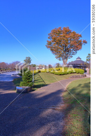 大zelkova的秋葉 59380166