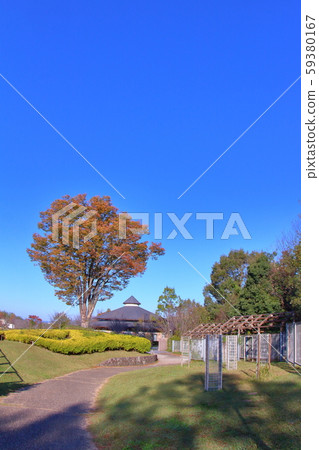 大zelkova的秋葉 59380167