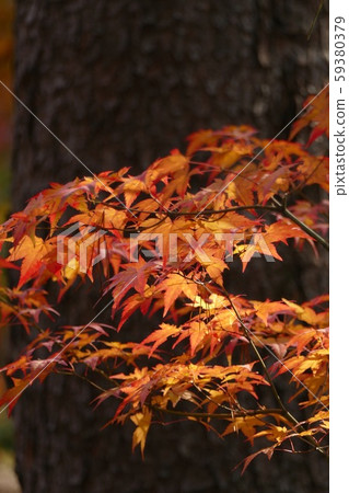 Gapyeong Nami Island Maple Leaves Travel Gapyeong Nami Island Maple Leaves Travel 59380379