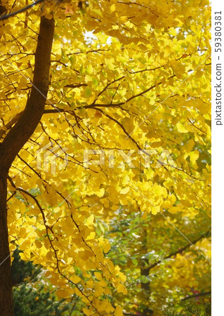 Gapyeong Nami Island Maple Leaves Travel Gapyeong Nami Island Maple Leaves Travel 59380381