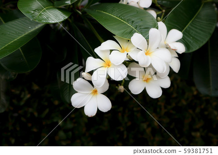 frangipani, frangipani flower or pagoda tree 59381751