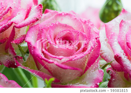 Pink rose flower in drops close up. 59381815