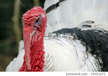 Turkey royal palm breed male stag 59381875