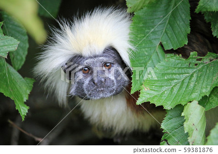 Cotton top tamarin framed by leaves Cotton top tamarin framed by leaves 59381876