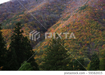 Landscape Natural Plant Nishiki-no-Yaki in Nishiwaga-gun, Iwate Pref. 59382015