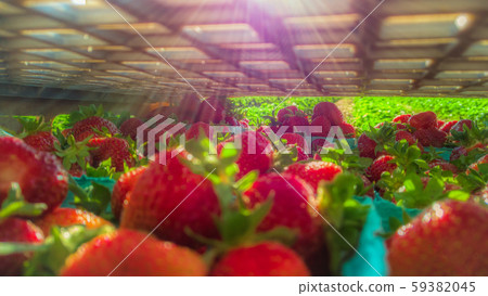 Ripe, freshly harvested strawberries in crates and boxes ready to be shipped Ripe, freshly harvested strawberries in crates and boxes ready to be shipped 59382045