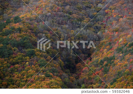 Landscape natural plant photograph Nishiki of Miyama, autumn leaves of Sawauchi-mura, Nishiwaga-gun, Iwate Landscape natural plant photograph Nishiki of Miyama, autumn leaves of Sawauchi-mura, Nishiwaga-gun, Iwate 59382046