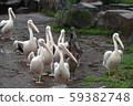 Pelican march 59382748