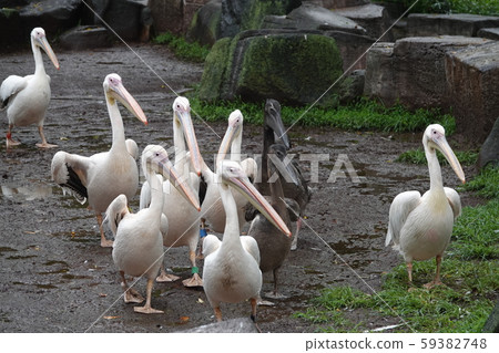 Pelican march Pelican march 59382748