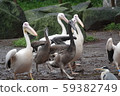 Pelican march 59382749