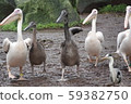 Pelican march 59382750