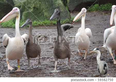 Pelican march Pelican march 59382750