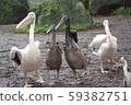 Pelican march 59382751