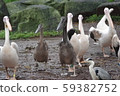 Pelican march 59382752